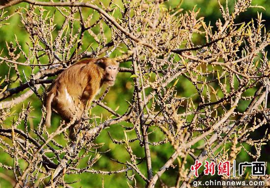 国家一级保护动物-熊猴。 九万山保护区供图 国家一级保护动物-熊猴。 九万山保护区供图