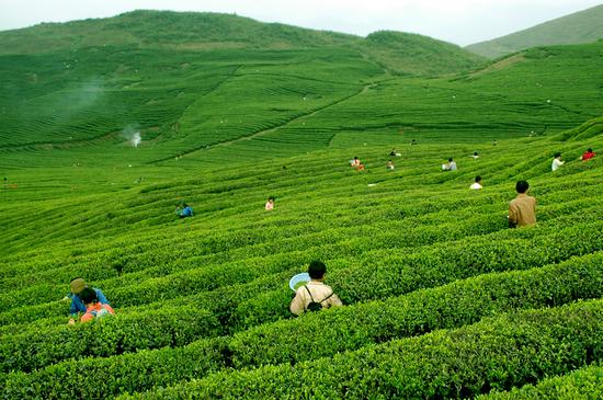 梵净山茶·香溢天下-中国新闻网—贵州新闻