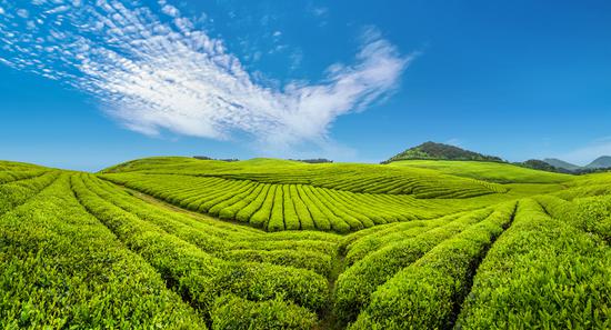 梵净山茶香溢天下