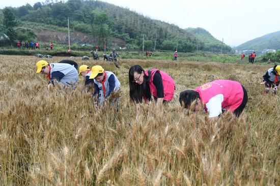 浙江德清:专班助农收小麦 田间地头传技艺