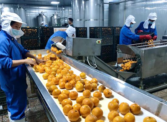 车间里，工人们在挑选、清洗胡柚 常山传媒集团提供