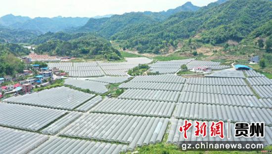 哈密瓜基地 罗甸融媒体中心提供 哈密瓜基地 罗甸融媒体中心提供