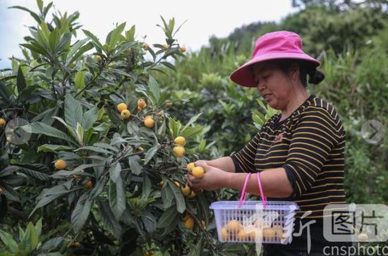5月27日，贵州省遵义市凤冈县进化镇的果农在采摘枇杷。近日，当地的枇杷进入采摘上市期。
中新社记者 瞿宏伦 摄