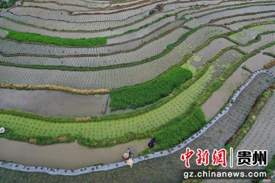 2020年6月2日,在贵州省从江县刚边壮族乡拍摄的宰别梯田 吴德军 摄 2020年6月2日,在贵州省从江县刚边壮族乡拍摄的宰别梯田 吴德军 摄