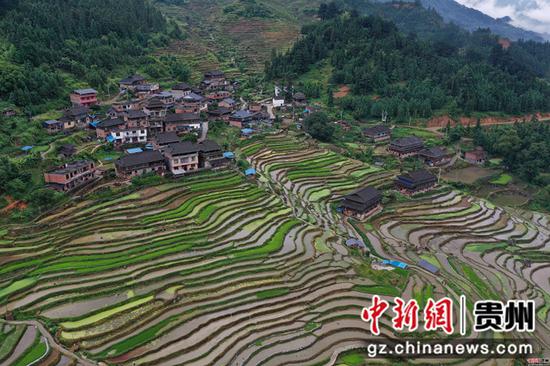 2020年6月2日,在贵州省从江县刚边壮族乡拍摄的宰别梯田 吴德军 摄 2020年6月2日,在贵州省从江县刚边壮族乡拍摄的宰别梯田 吴德军 摄