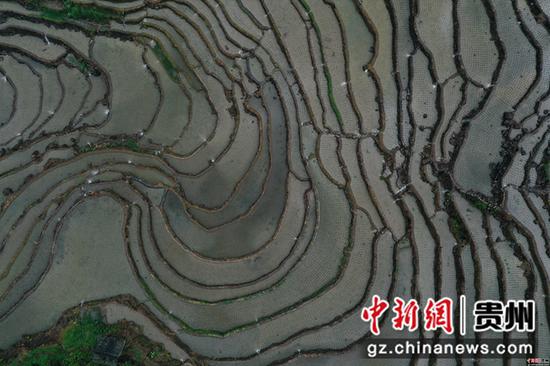 2020年6月2日,在贵州省从江县刚边壮族乡拍摄的宰别梯田 吴德军 摄 2020年6月2日,在贵州省从江县刚边壮族乡拍摄的宰别梯田 吴德军 摄