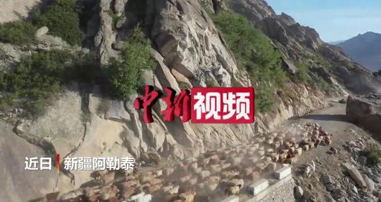 震撼!實拍新疆阿勒泰百萬牲畜大轉場
