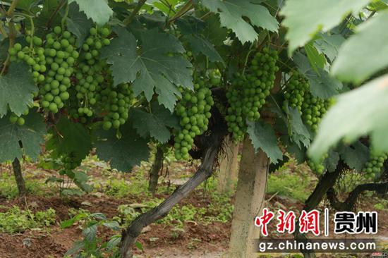 生长旺盛的葡萄 生长充沛的葡萄