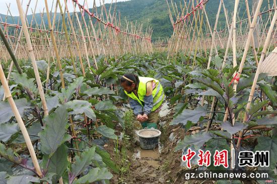 工人为茄子施肥