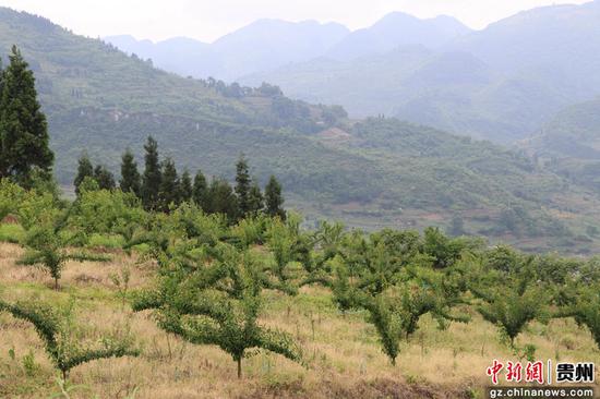 贵州毕节七星关区龙场营镇:以产业为媒 绘制美丽乡村蓝图