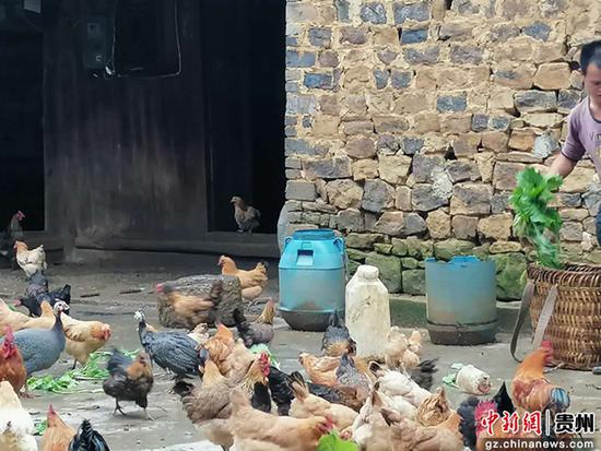 毛振华正在喂鸡 毛振华正在喂鸡