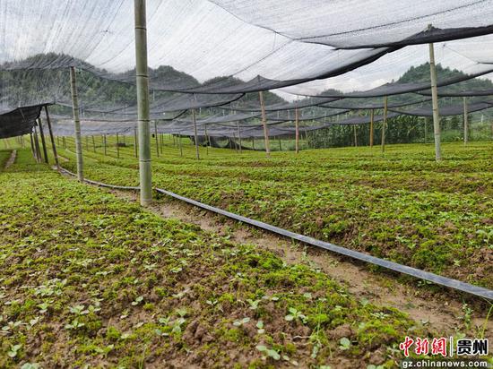 贵州榕江:大力发展中药材种植让农民走上富裕路