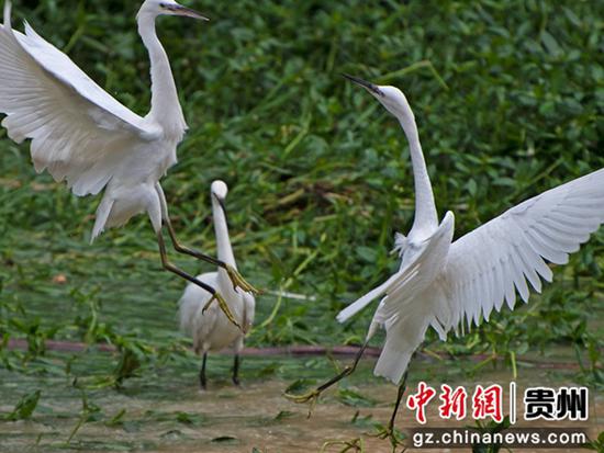 罗兴祥 摄 罗兴祥 摄