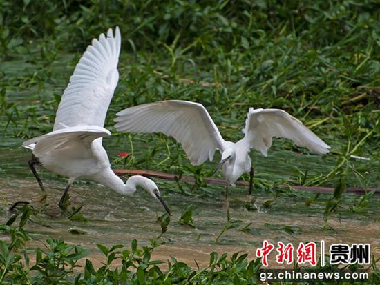 罗兴祥 摄 罗兴祥 摄