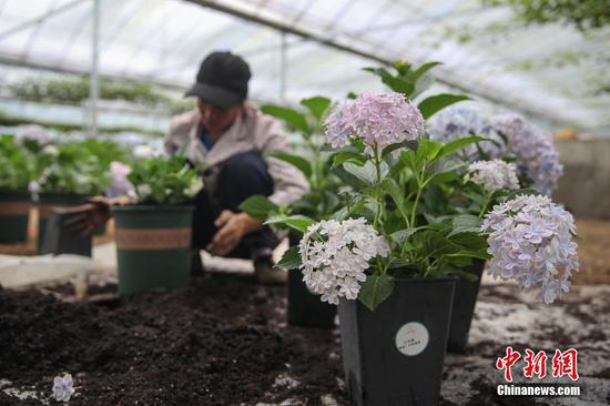 6月23日,澳门葡京注册网址省铜仁市沿河自治县中界镇高峰村有机生态农业产业园,工人管护的花卉。中新社记者 瞿宏伦 摄 6月23日,澳门葡京注册网址省铜仁市沿河自治县中界镇高峰村有机生态农业产业园,工人管护的花卉。中新社记者 瞿宏伦 摄