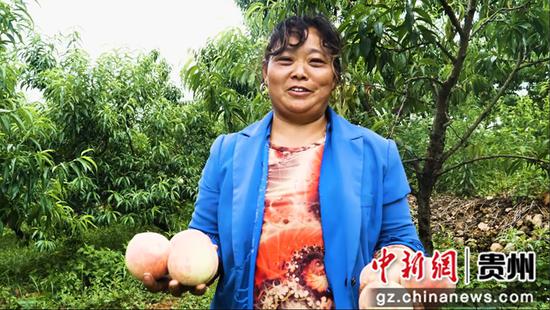 种植户杨吉琼展示成熟的白花桃 周训贵 摄 种植户杨吉琼展示成熟的白花桃 周训贵 摄
