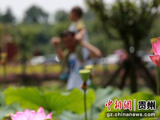 2020年6月26日,贵州省毕节市金沙县西洛街道群立社区千亩荷花相继盛开,吸引游客观光。 史开心 摄 2020年6月26日,贵州省毕节市金沙县西洛街道群立社区千亩荷花相继盛开,吸引游客观光。 史开心 摄
