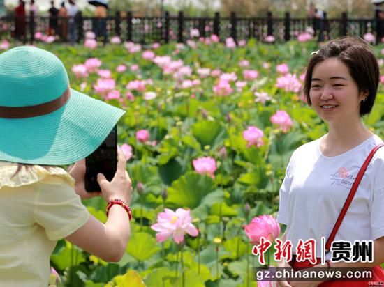 2020年6月26日,贵州省毕节市金沙县西洛街道群立社区千亩荷花相继盛开,吸引游客观光拍照 史开心 摄 2020年6月26日,贵州省毕节市金沙县西洛街道群立社区千亩荷花相继盛开,吸引游客观光拍照 史开心 摄