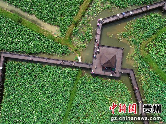 2020年6月26日,贵州省毕节市金沙县西洛街道群立社区千亩荷花相继盛开,吸引游客观光 史开心 摄 2020年6月26日,贵州省毕节市金沙县西洛街道群立社区千亩荷花相继盛开,吸引游客观光 史开心 摄
