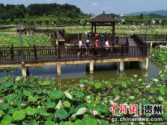 2020年6月26日,贵州省毕节市金沙县西洛街道群立社区千亩荷花相继盛开,吸引游客观光。 史开心 摄 2020年6月26日,贵州省毕节市金沙县西洛街道群立社区千亩荷花相继盛开,吸引游客观光。 史开心 摄