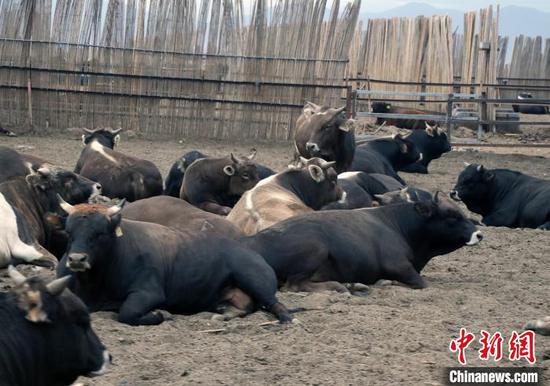 图为塔城市华凌肉牛科技示范园里吃过“午餐”后的肉牛，目前近3万头牛被“开放式围栏”养殖，这种养殖模式“轻牛舍、重管理”。　孙亭文　摄