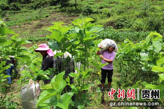 村民们采摘桑叶 赵静 摄 村民们采摘桑叶 赵静 摄