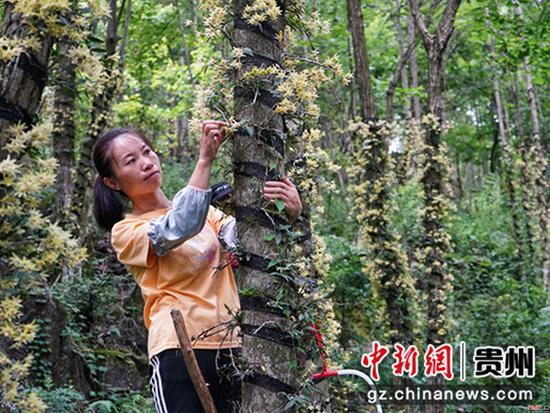 贵州省岑巩县大有镇木召村,村民在采摘铁皮石斛花 万再祥摄 贵州省岑巩县大有镇木召村,村民在采摘铁皮石斛花 万再祥摄