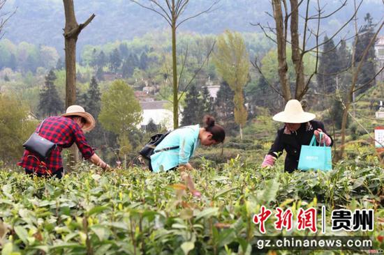 村民采茶 赵静 摄 村民采茶 赵静 摄