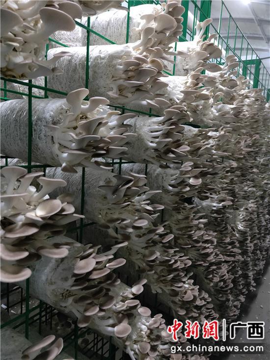 图为贵隆公司培养的食用菌。罗先彬 摄 图为贵隆公司培养的食用菌。罗先彬 摄