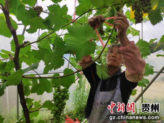 农户在挂打理葡萄。 石小杰摄 农户在挂打理葡萄。 石小杰摄
