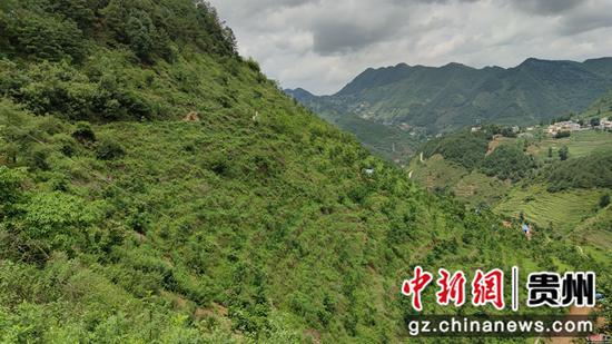 民祥社区核桃林 岳旺摄 民祥社区核桃林 岳旺摄