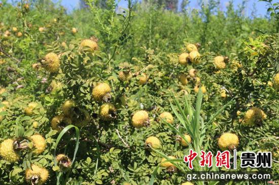 挂果刺梨 赵静 摄 挂果刺梨 赵静 摄