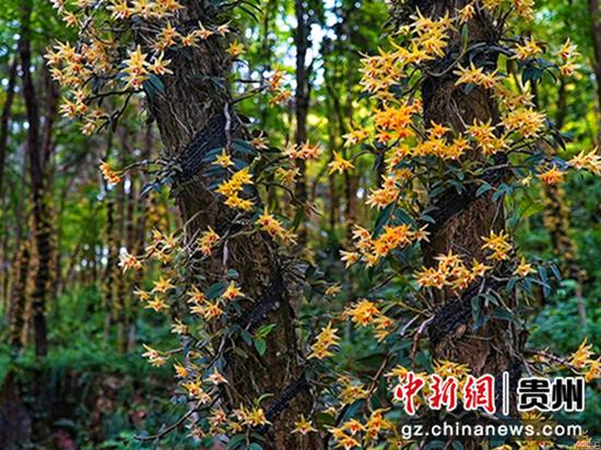 贵州省岑巩县大有镇木召村,林下铁皮石斛花开正艳 万再祥摄 贵州省岑巩县大有镇木召村,林下铁皮石斛花开正艳 万再祥摄
