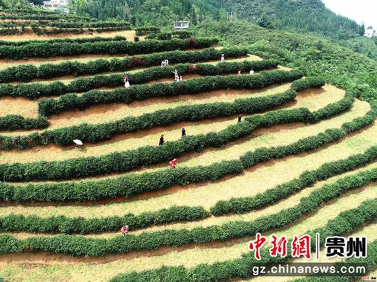 海马宫村茶叶种植基地 赵静 摄 海马宫村茶叶种植基地 赵静 摄