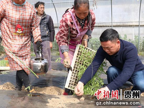 村支书指导村民种植西红柿 村支书指导村民种植西红柿