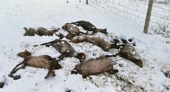 新疆特克斯縣強降雪天氣致牧民受災 造成494頭牲畜死亡