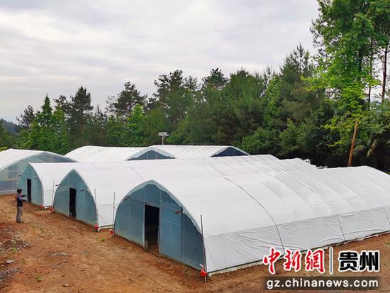 遵义市莉敏园养殖专业合作社新修大棚 遵义市莉敏园养殖专业合作社新修大棚