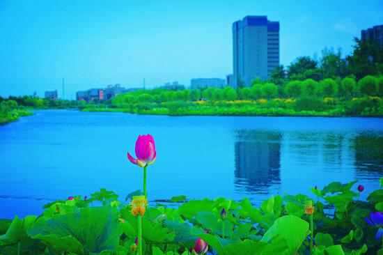 夏日新疆庫爾勒杜鵑河濕地生態公園碧水秀荷美如畫(圖)