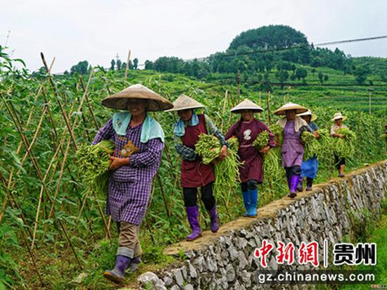 大发棋牌玩法贵州
省岑巩县水尾镇大树林村,村民在搬运采摘好的豇豆 万再祥摄 大发棋牌玩法贵州
省岑巩县水尾镇大树林村,村民在搬运采摘好的豇豆 万再祥摄