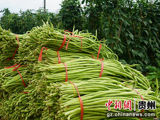 大发棋牌玩法贵州
省岑巩县水尾镇大树林村,村民采摘好的豇豆 万再祥摄 大发棋牌玩法贵州
省岑巩县水尾镇大树林村,村民采摘好的豇豆 万再祥摄