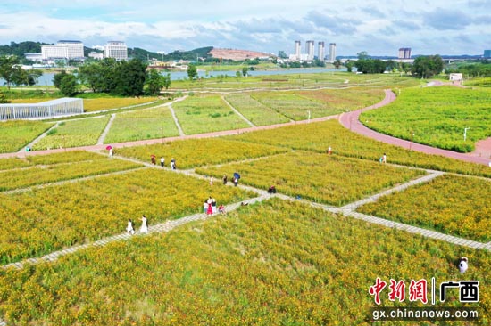 广西南宁:龟山花田醉游人