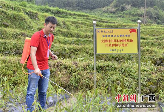 灌阳镇大源村第一书记田明浩在中药材种植基地劳动 灌阳县:让优秀干部战在扶贫一线