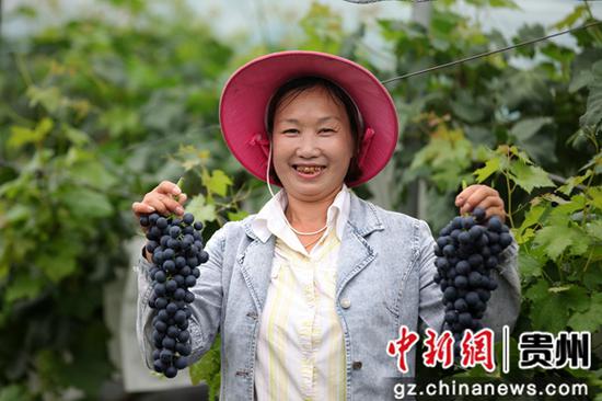 2020年7月10日,贵州省毕节市黔西县金碧镇新兰村,村民展示夏黑葡萄。史开心 摄 2020年7月10日,贵州省毕节市黔西县金碧镇新兰村,村民展示夏黑葡萄。史开心 摄