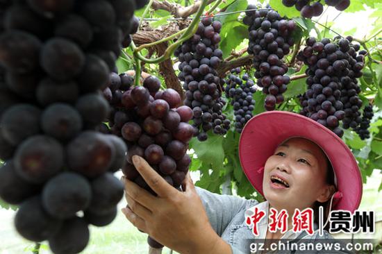 2020年7月10日,贵州省毕节市黔西县金碧镇新兰村,村民采摘夏黑葡萄。史开心 摄 2020年7月10日,贵州省毕节市黔西县金碧镇新兰村,村民采摘夏黑葡萄。史开心 摄