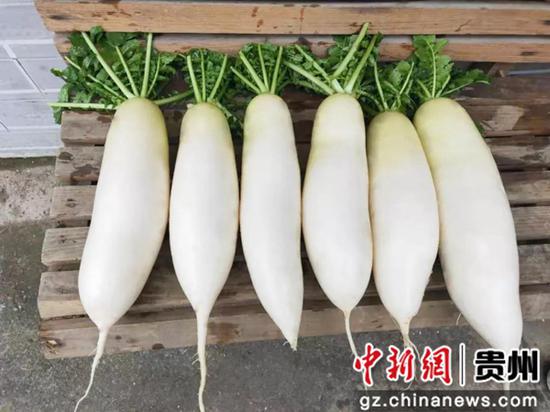 新采摘的白萝卜 蒲安先 摄 新采摘的白萝卜 蒲安先 摄