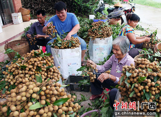 2020年中国(平南)富硒石硖龙眼节将举办 助力农民增收