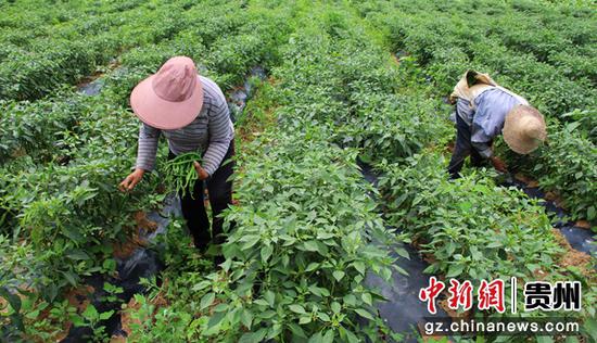 黄泥村村民正在采收成熟的辣椒。钟书林摄