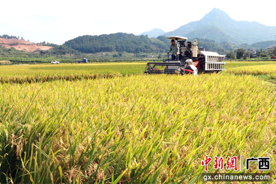 广西桂林平乐县:稻谷飘香收割忙