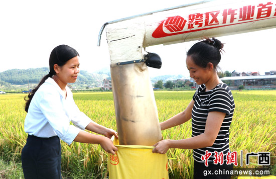 广西桂林平乐县:稻谷飘香收割忙