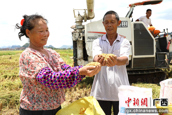 广西桂林平乐县:稻谷飘香收割忙